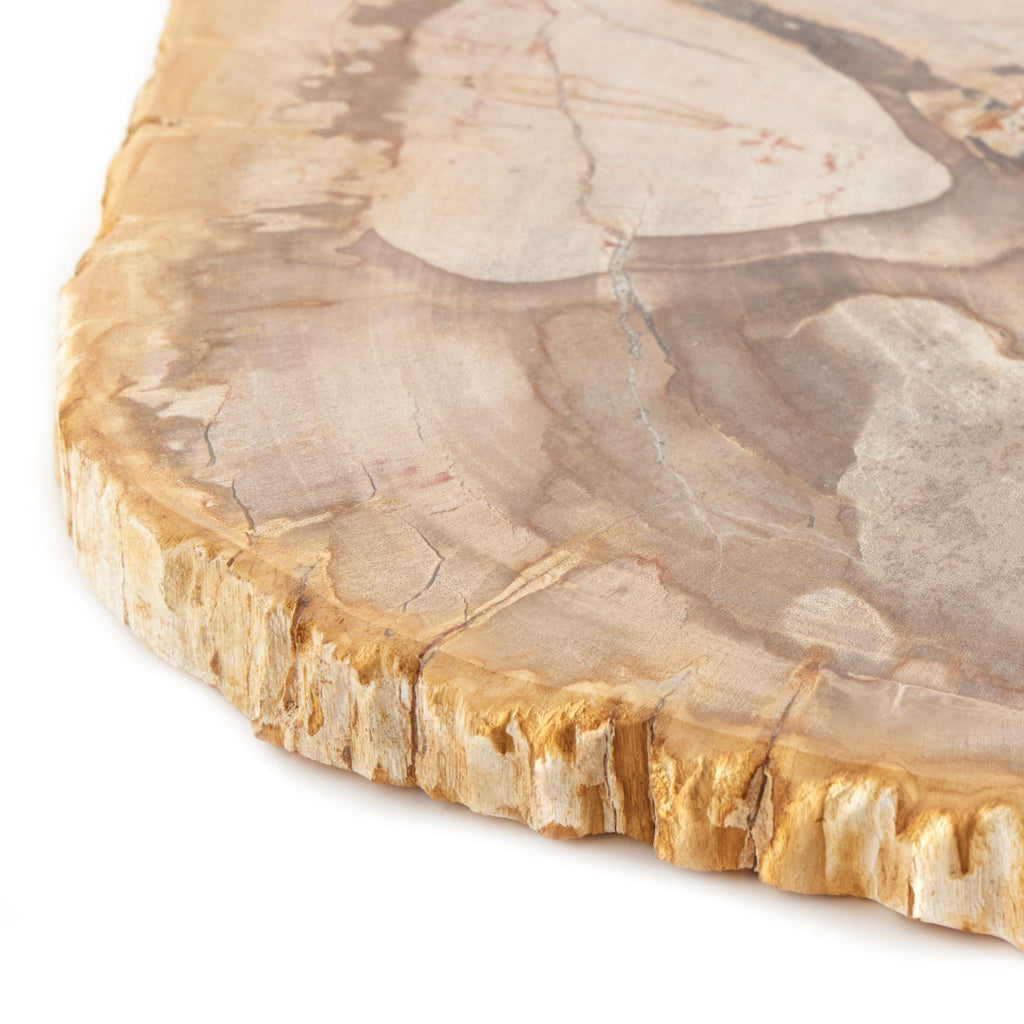 Petrified Wood Slab - Sage InteriorsFH