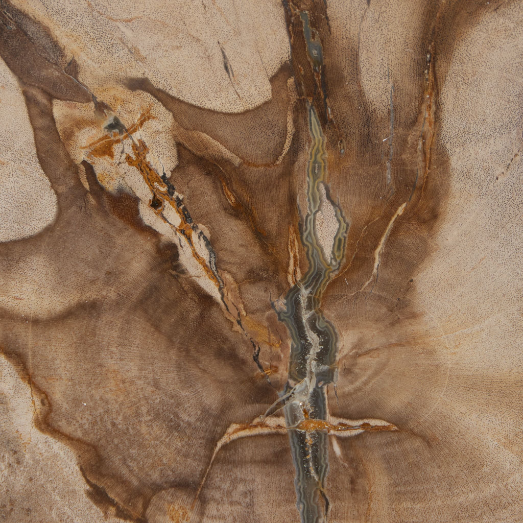 Petrified Wood Slab - Sage InteriorsFH