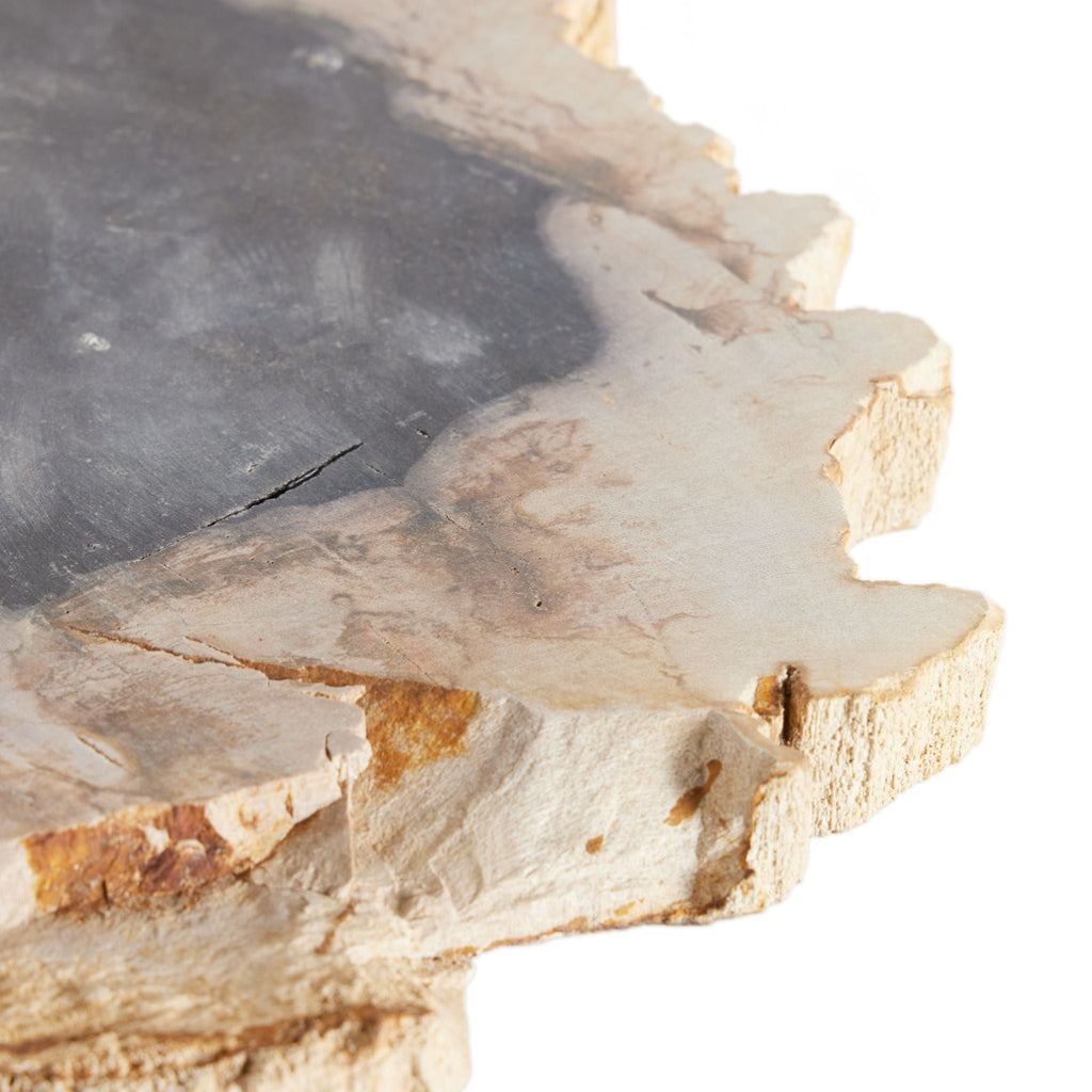 Petrified Wood Slab - Sage InteriorsFH